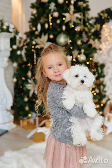 Вязка Мальтезе