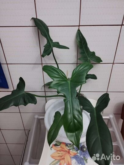 Филодендроны