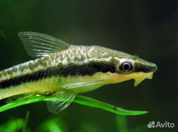 Отоцинклюс