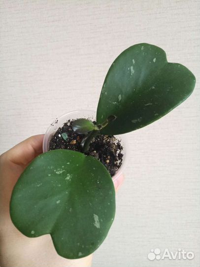 Хойи Kerry, Acuta, Nong Nooch, Mediopicta