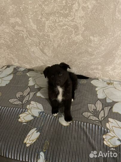 Щенок Северус