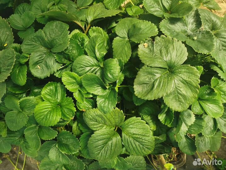 Клубника ремонтантная Альбион, Елизавета