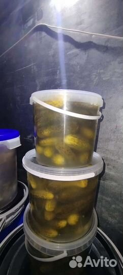 Огурцы соленые, бочковые. Бочковые соленья