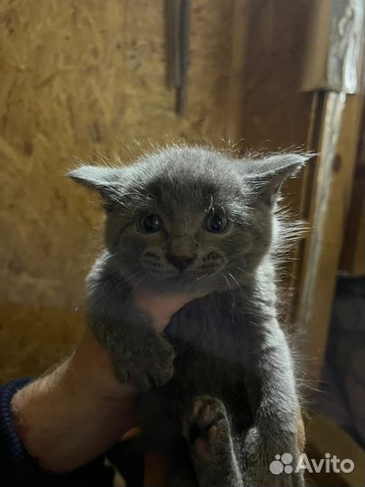 Отдам котенка в добрые руки