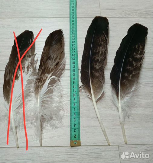 Натуральные перья орла 1 шт