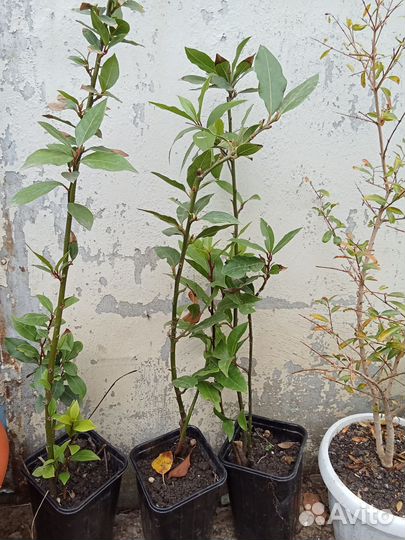 Лавр благородный в горшках