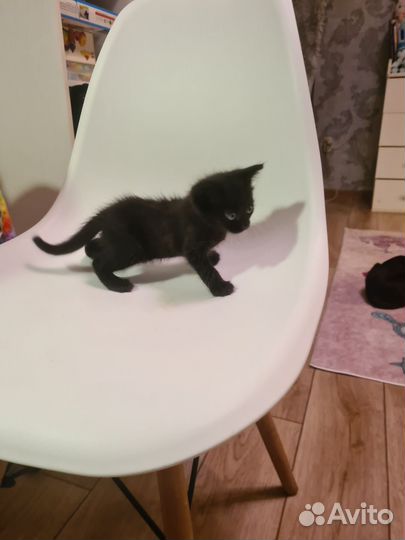 Котята в добрые руки 1 месяц