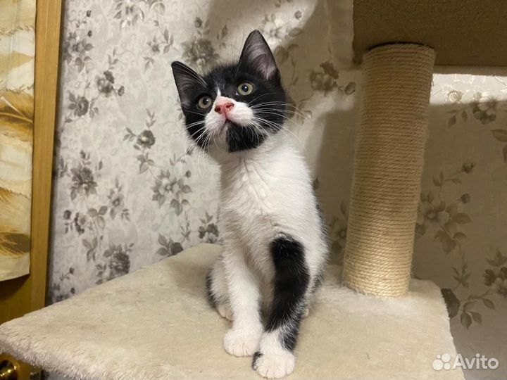 Котенок мальчик