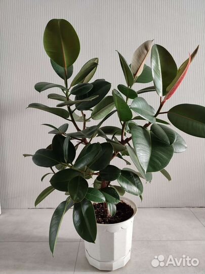 Фикусы, панданус