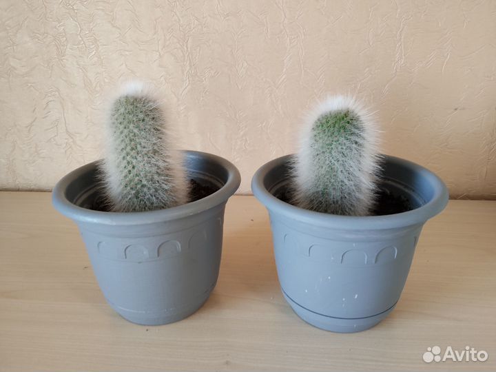 Кактусы и суккуленты