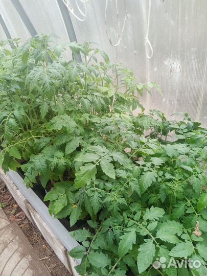 Рассада томаты,перцы, баклажаны