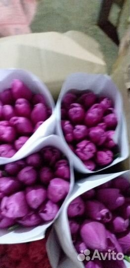 Цветы тюльпаны