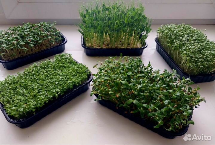 Микрозелень