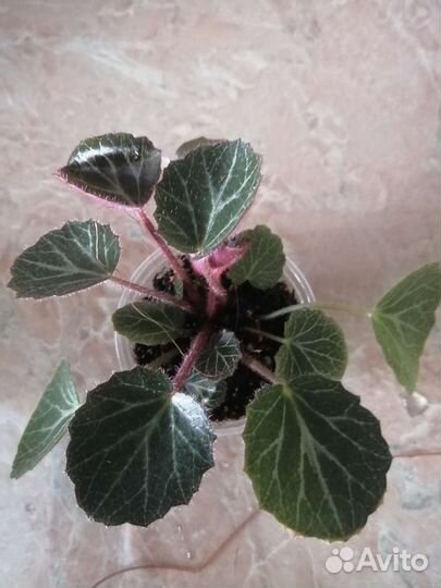 Камнеломка