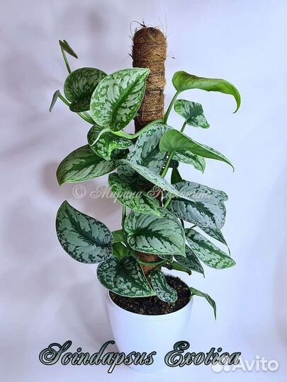 Сциндапсусы