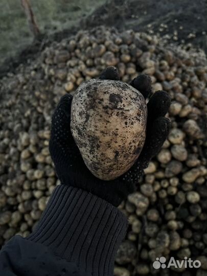 Продам картофель