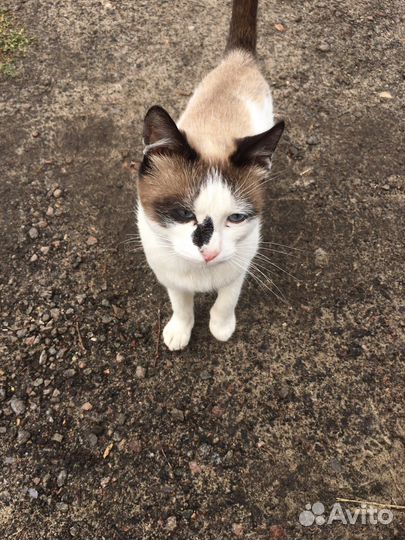 Кошки в дар