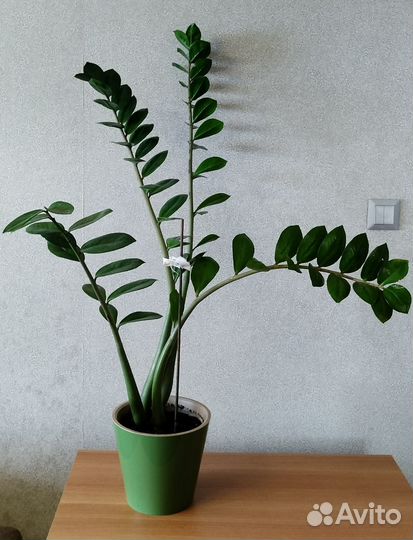 Замиокулькас