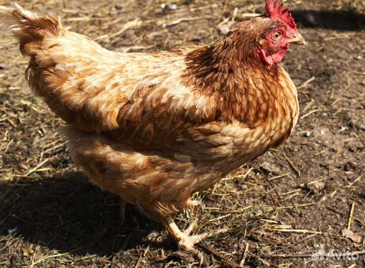 Куры молодки несушки