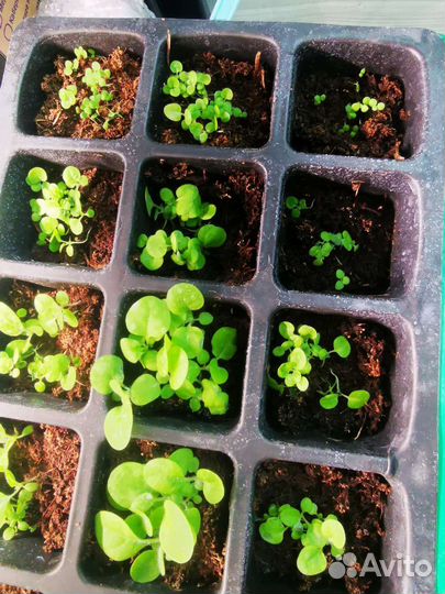 Семена табака