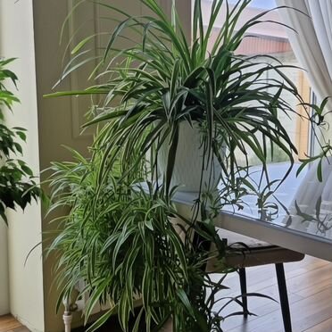 Хлорофитум