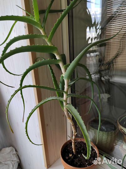 Алоэ столетник