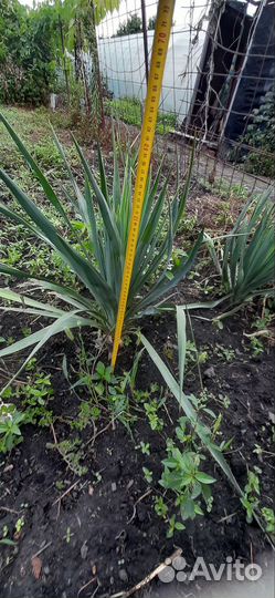 Пальмовая юкка