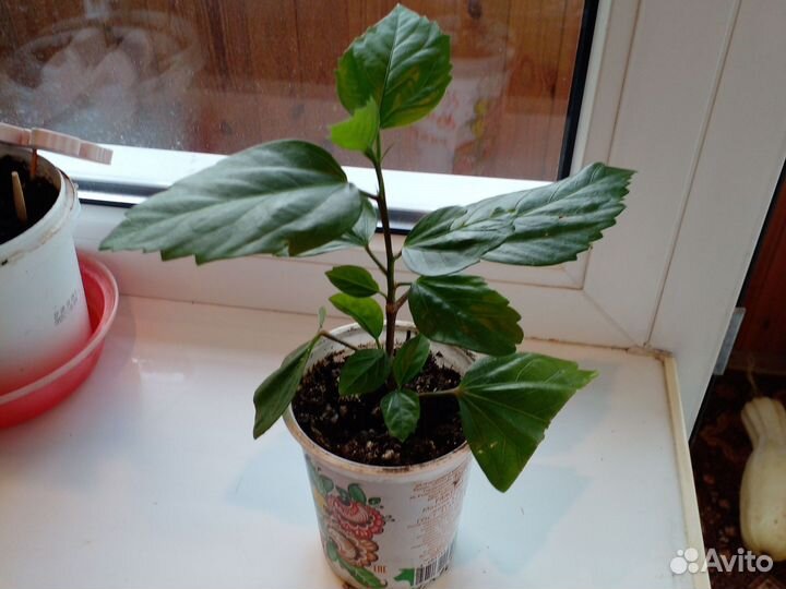 Гибискус китайская роза