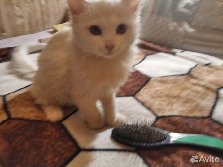 Кошка в дар