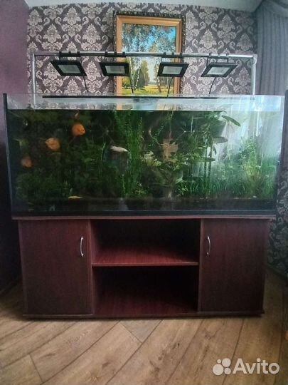 Аквариум на 487 литров