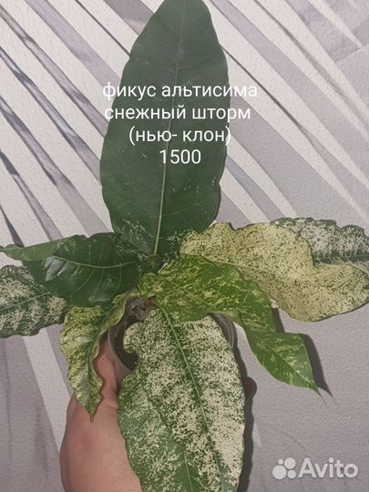 Коллекционные фикусы