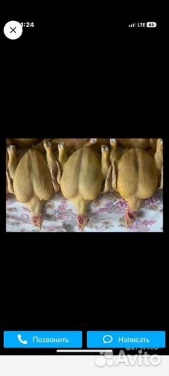 Цыплята бройлеры кобб 500/ мясо бройлера