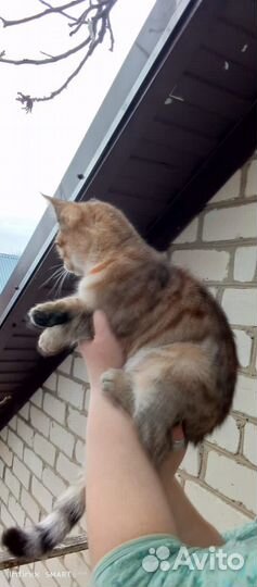 Кошка мес 5