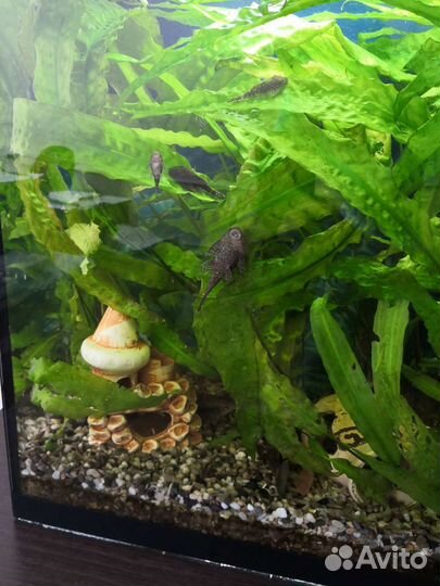 Сомики анциструсы