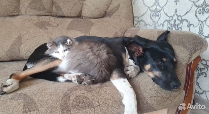 Нужен дом и заботливый хозяин для кота Захара