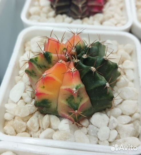 Красивый кактус