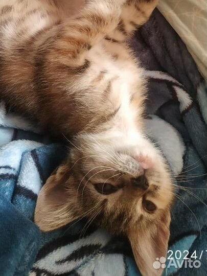 Рыжий котенок-счастье ищет дом