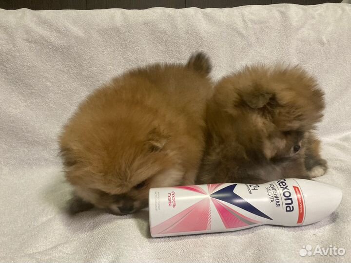 Померанский шпиц