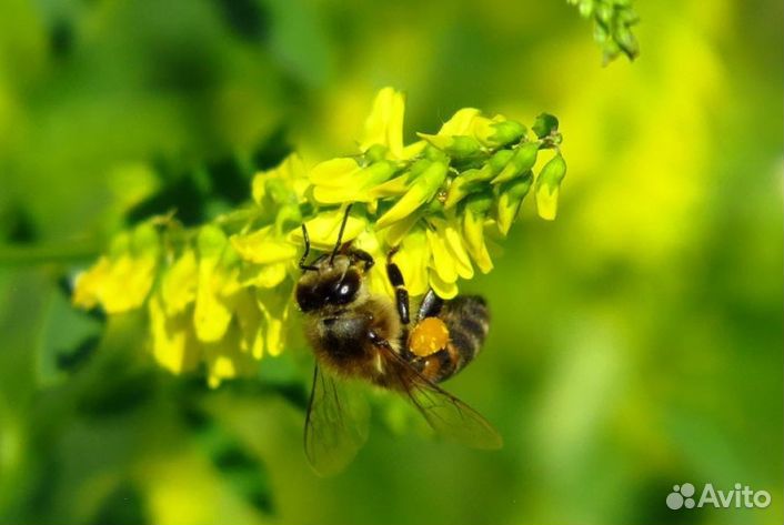 Мед из Алтая оптом