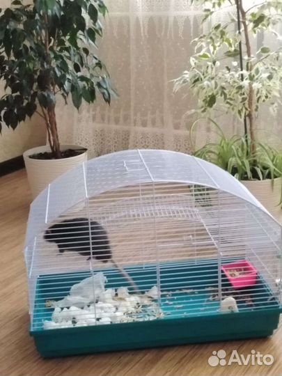 Крыс Дамбо с клеткой