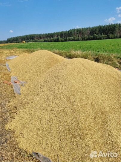 Продам зерно