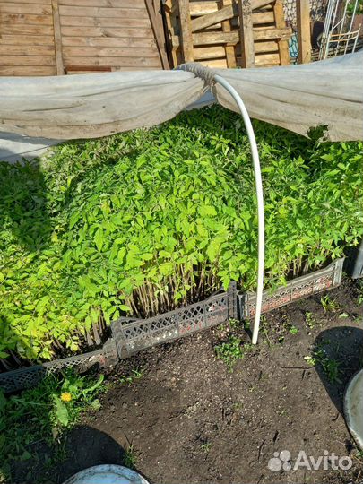 Рассада разная