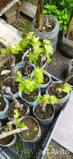 Портулак,петуния, герань и др