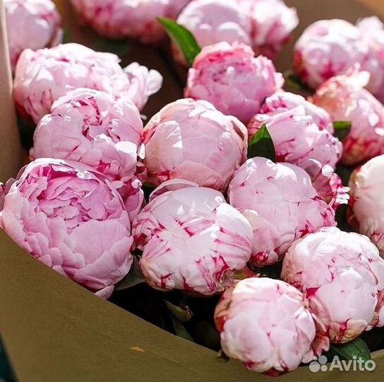Пионы Букет пионов