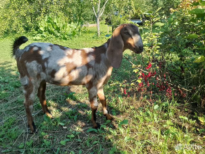 Англо-нубийские козочки и козлики