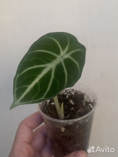 Алоказия блэк вельвет