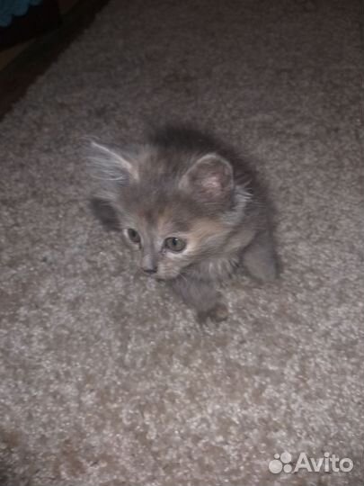 Котята в добрые руки.черненький мальчик