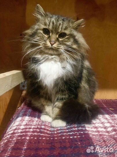 Кот и кошка ищут дом. С доставкой