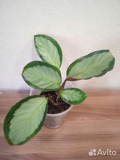 Строманта мультиколор, калатеи