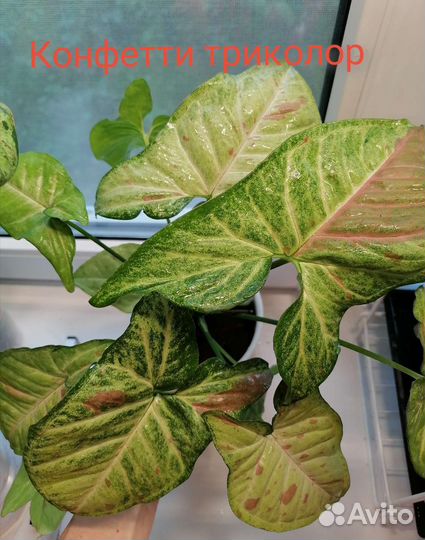 Сингониум сортовые